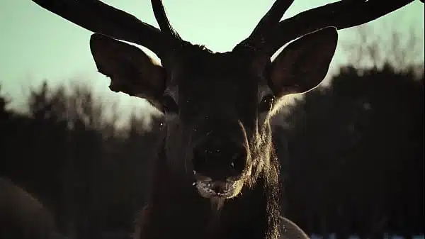 black metal porn dark gothic hardcore uncensored